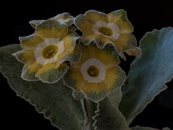 Primula auricula Clouded Yellow